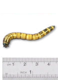 Giant Mealworms