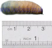 Pachnoda Fruit-Beetle Grubs