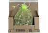 Live Locusts   Medium/Large  LETTERBOX PACK (25 locusts)