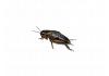 Live Black Field  Crickets 2nd Instar Small Prepack Tub