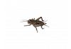 Live Brown  Crickets 3rd Instar Small/Med BULK BAG