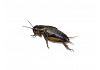 Live Black Field  Crickets 3rd Instar Small/Med BULK BAG