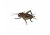 Live Brown  Crickets 4th Instar Medium BULK BAG