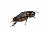 Live Black Field  Crickets 4th Instar Medium BULK BAG