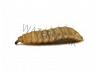 Live CALCI Worms 500g bag (2000-2500 Calci worms)