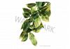 Exo Terra Hanging Rainforest Plant Mandarin  Medium