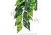 Exo Terra Hanging Rainforest Silk Plant Ficus   Small