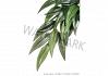 Exo Terra Hanging Rainforest Silk Plant Ruscus   Small