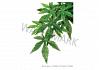 Exo Terra Hanging Rainforest Silk Plant Abutilon Large