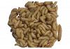 Live Wax Moth Larvae WaxWorms BULK 75g (approx. 250)