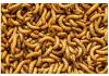 Live Mealworms  Regular MEGA TUB 100g (Reptile Livefood)