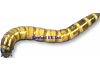 Live Morio Worms    MEGA TUB