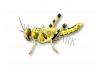 Live Locusts    Medium/Large  BULK BAG 100 (Reptile Livefood)