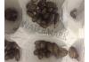Live Feeder Roach Blaptica Dubia    Small (14)