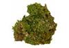 ProRep Live Moss Small 1.5litre