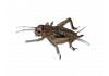 Live Brown  Crickets Standard Size BULK BAG