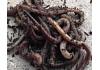 Live Earth Worms Prepack Tub (at own risk during hot weather)