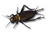 Live Black Field Crickets Extra Large BULK BAG